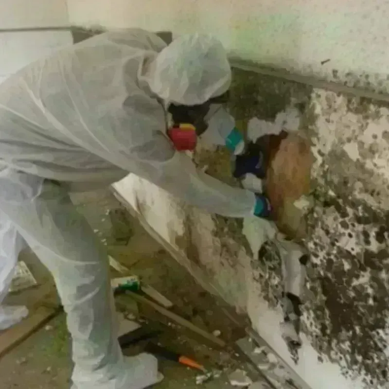 Mold Remediation and Removal in Gibson County, TN